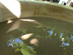 -100蛋泥浆浴