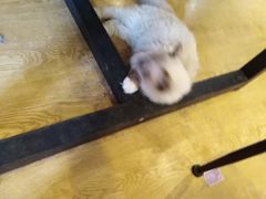 -万小咖.猫咖(中山路天虹店)