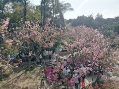 -狐尾山公园