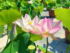 -莲花池公园
