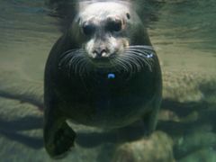 -海合安青岛极地海洋公园
