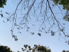 -深圳国际园林花卉博览园