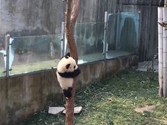-成都大熊猫繁育研究基地