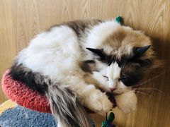 -猫腻·猫咖·撸猫馆(星光大道店)
