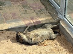 -西霞口神雕山野生动物世界