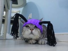 -喵的天空名猫咖啡馆·撸猫·猫舍·用品