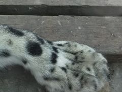 -青藏高原野生动物园