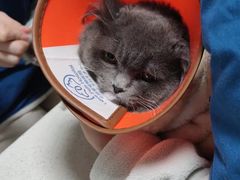 -乐派堂宠物医院·猫友好· 心脏科(东街店)