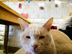 -猫咖时代(中山亭店)