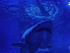 -上海海洋水族馆