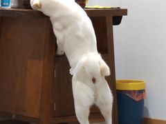 -南京Hallo宠物乐园·哈罗犬舍·柴犬繁育基地