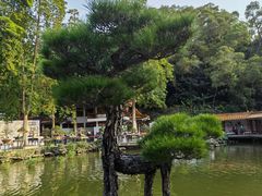 -深圳仙湖植物园