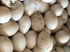 -胜丰草莓采摘园