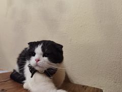 -猫小院猫主题餐厅(南锣旗舰店)