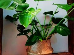 -秦美花卉(天朗·莱茵小城2期店)