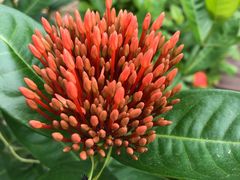 -广西壮族自治区药用植物园