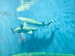 -北戴河圣蓝海洋公园