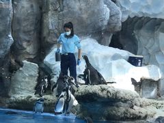 -帝企鹅自助餐厅•儿童岛•真企鹅(长隆企鹅酒店)