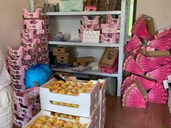 -南汇新场正宗水蜜桃采摘