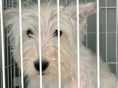 -翊宠yipet猫狗购宠庄园犬舍•猫舍