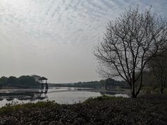 -荷塘月色湿地公园·向阳花洲