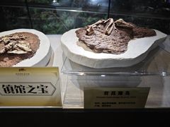 -河南自然博物馆