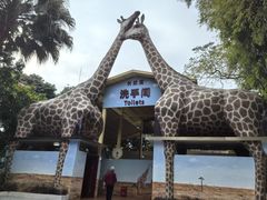 -深圳野生动物园