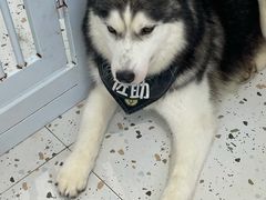 -Husky Go!哈士奇体验馆·宠物咖啡厅狗咖