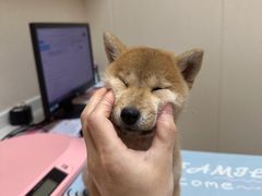 -安安宠医宠物医院·异宠·犬猫内科(岳阳分院)
