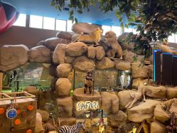 -卡通尼·Safari非洲探索乐园·生日会(金桥国际商业广场店)