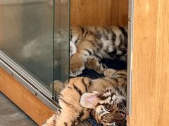 -大连森林动物园