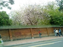 -中山大学学者灵芝(园南路店)