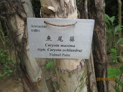-九龙公园