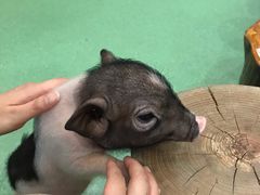 -藦茜花园宠物主题亲子互动体验馆(国顺东路店)