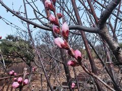 -北京十三陵国家森林公园蟒山景区