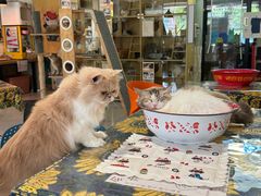 -平行世界·猫咖(首经贸店)