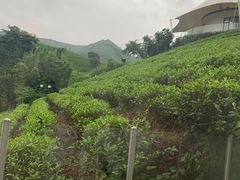 -帐篷客·溪龙茶谷度假酒店