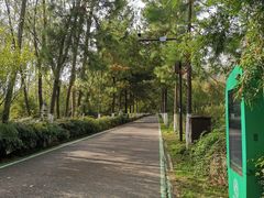 -合肥滨湖国家森林公园