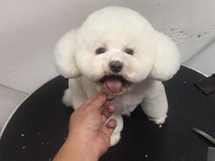 -小呆的宠物店·宠物售卖·宠物寄养(城西店)