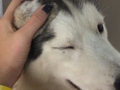 -Husky Go! 哈士奇体验馆·宠物咖啡厅狗咖