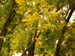 -厦门国家会计学院