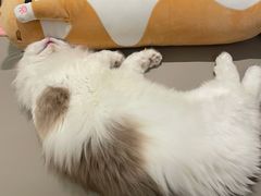 -猫腻·猫咖·撸猫馆(星光大道店)