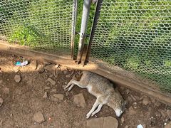 -合肥野生动物园