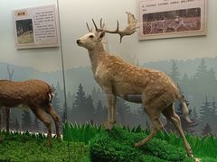 -北京麋鹿生态实验中心