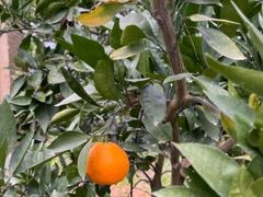 -前小桔亲子创意农场·草莓采摘·露营烧烤