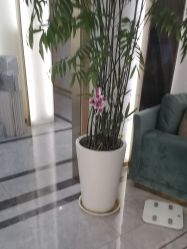 -雅曼妮spa美容养生