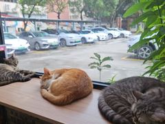 -豆逗聊愈猫阁Easy Life