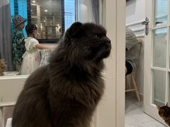 -楼上猫咖(罗湖店)