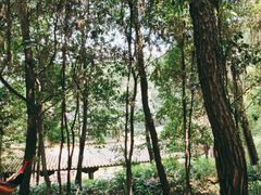 -铁山坪森林公园