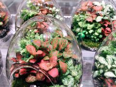 -KKV(深圳宏发大仟里店)